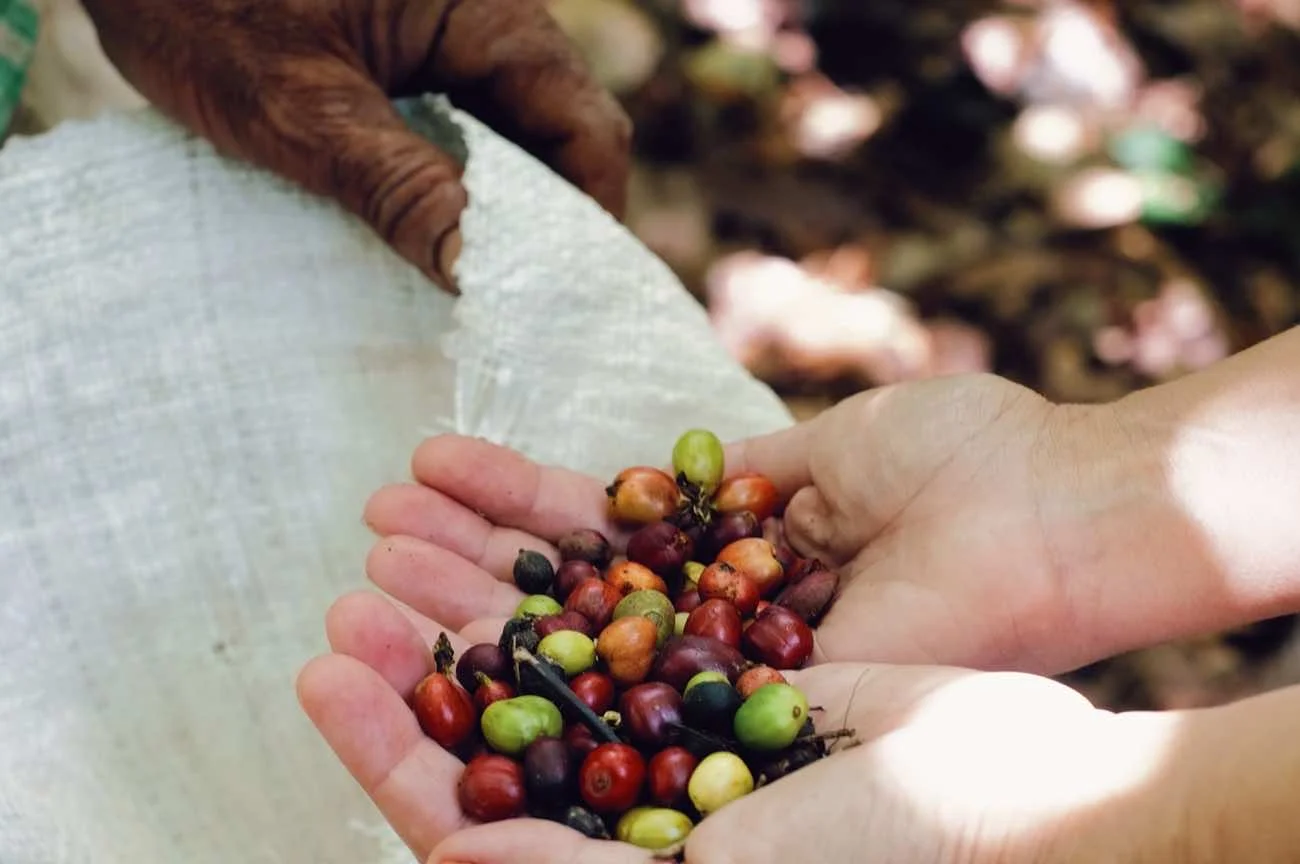 Higuey Basilica, Local Life and Safari Route