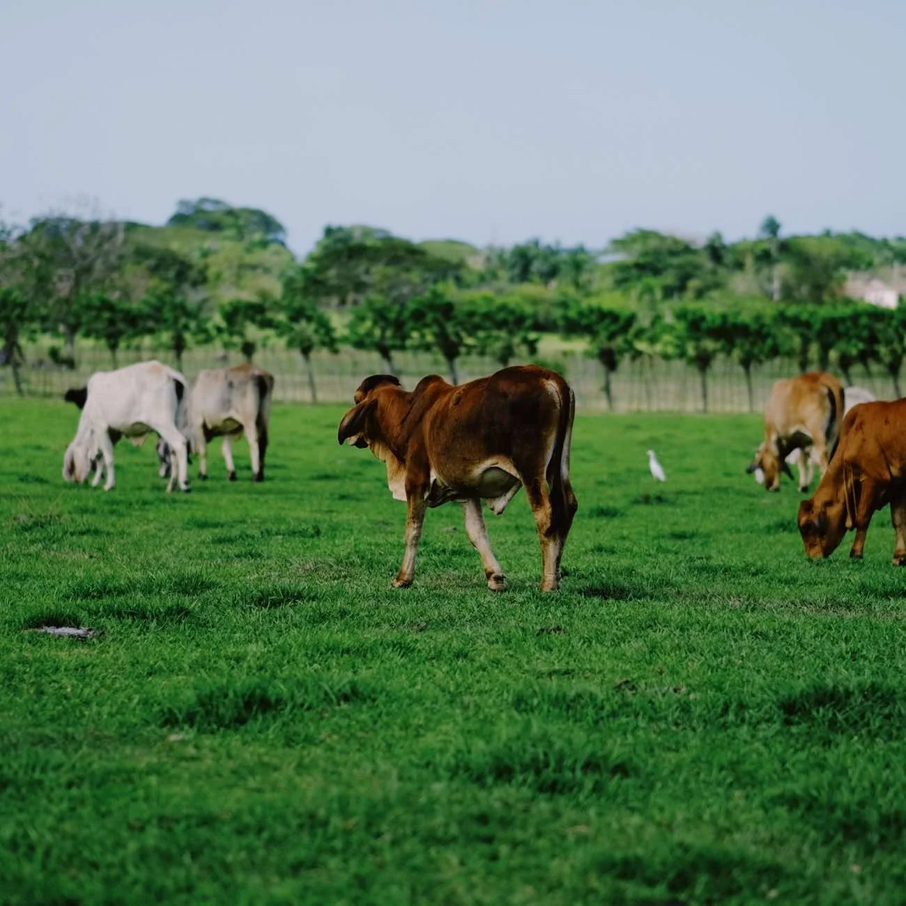 Higuey City and Country Experience from Punta Cana