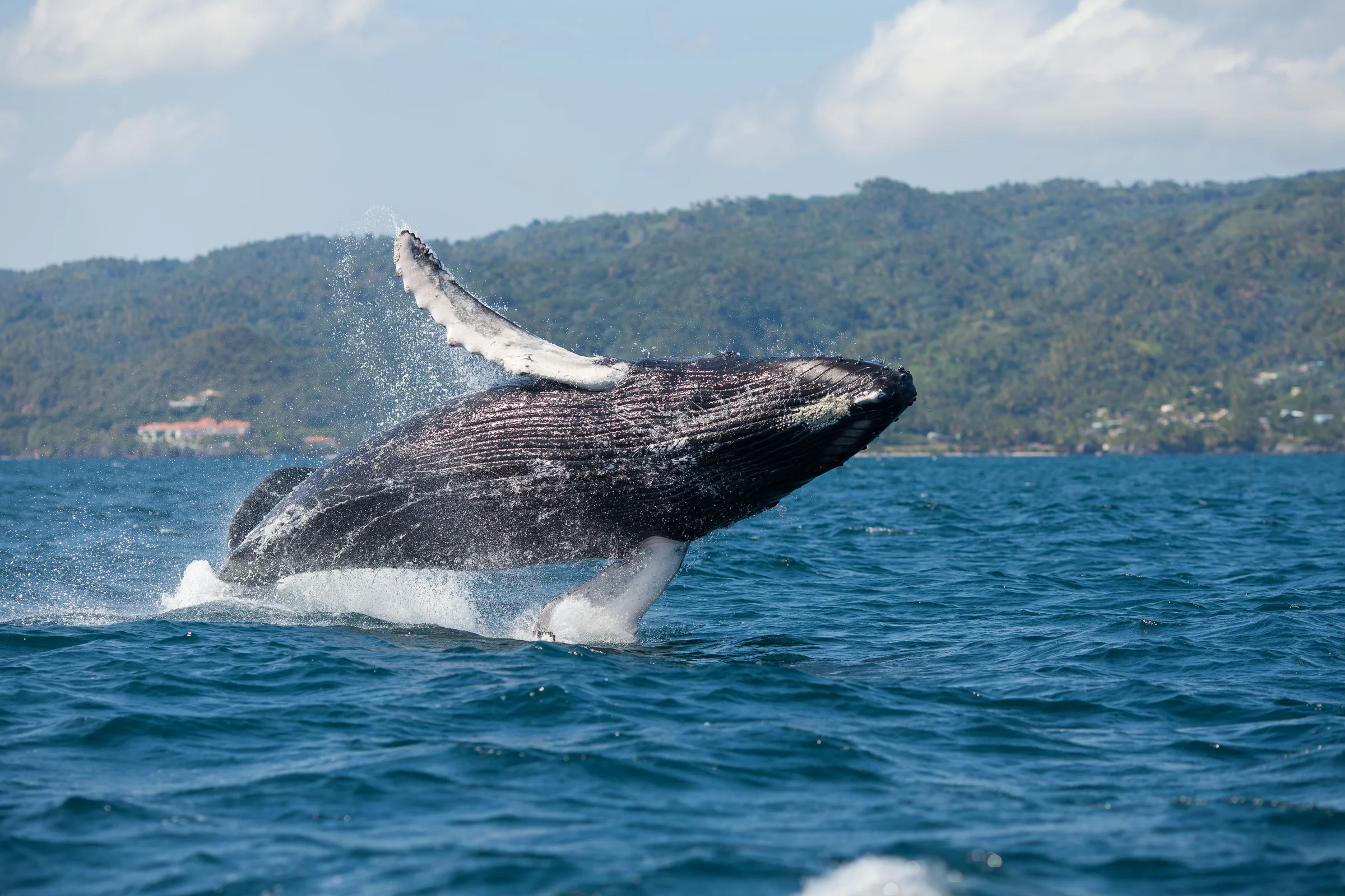 Avistamiento de Ballenas, Samaná Cayo Levantado y Cascadas desde Punta Cana